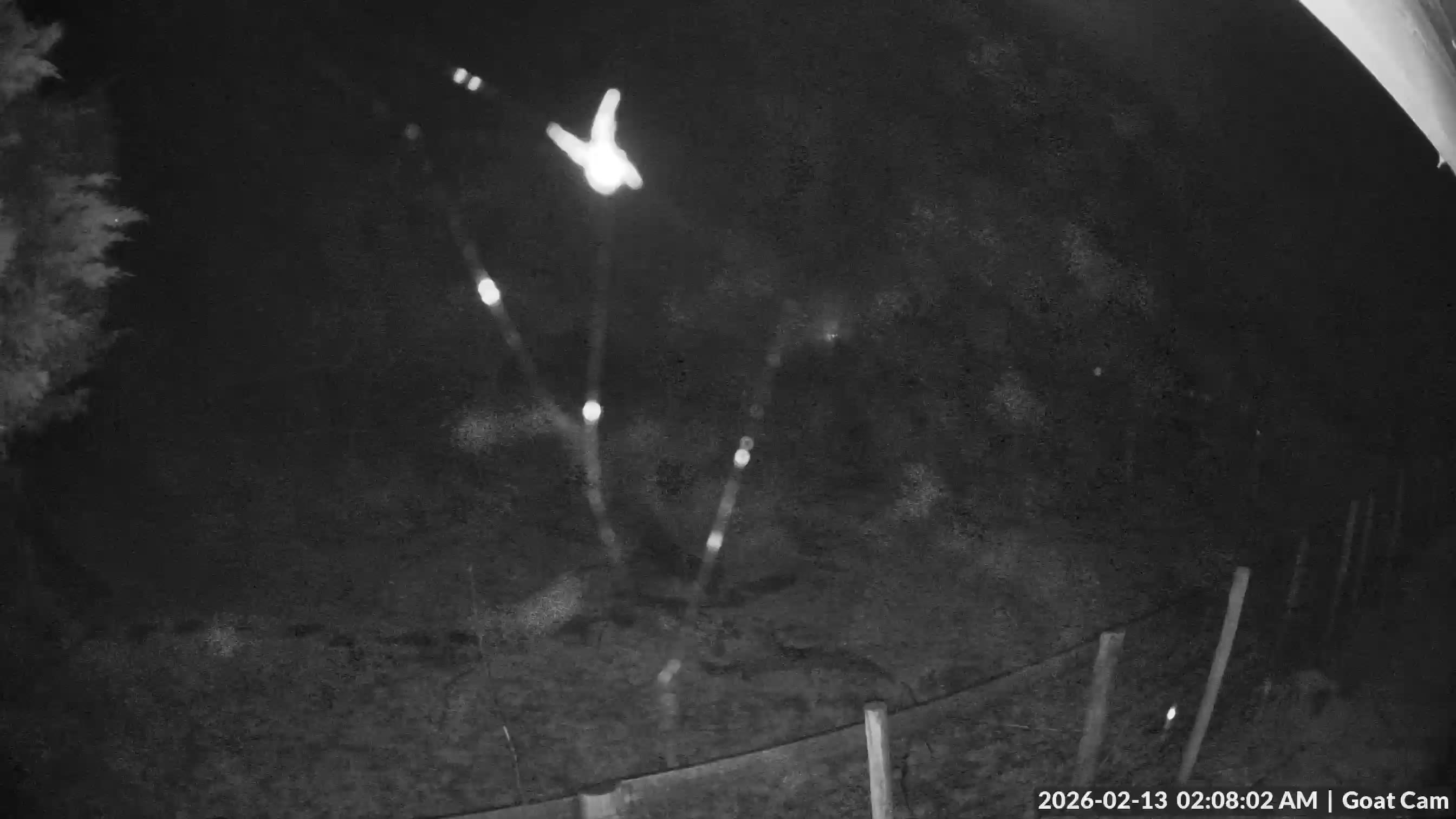 Rowanbank goatcam: Honey and Maisie